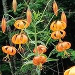 Lilium superbumΛουλούδι