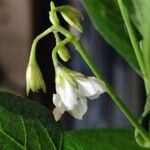 Solanum muricatum Flor