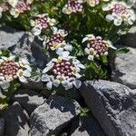 Iberis carnosa Flor