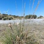 Macrochloa tenacissima Habit