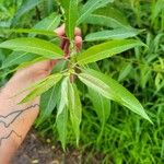 Salix eriocephala Blatt