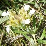 Teucrium montanum Virág