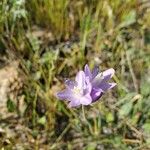 Dipterostemon capitatus Flower