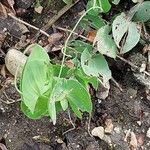 Lathyrus aphaca Blad