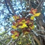 Gmelina arborea 花