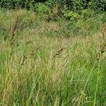 Echinochloa crus-galli花