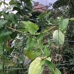 Araujia sericifera Frukt