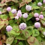 Persicaria capitata Blomst