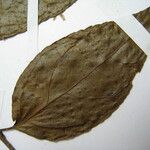 Casearia decandra Otro