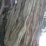 Podocarpus totara Bark