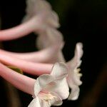 Rhododendron solitarium