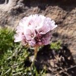 Armeria euscadiensis Flower