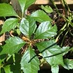 Parthenocissus quinquefolia List