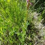 Pedicularis groenlandica 花