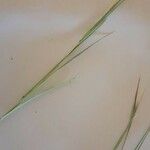 Heteropogon contortus Hoja