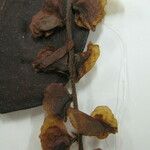 Terminalia amazonia Otro