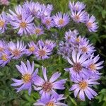 Aster tataricus Blomma