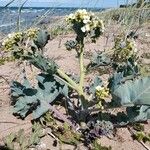 Crambe maritima Habit