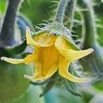 Solanum lycopersicum Květ