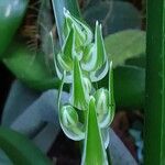 Albuca nelsonii 花