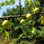 Prunus domestica Frukto