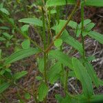 Rhexia cubensis Leaf