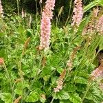 Francoa appendiculata Lorea