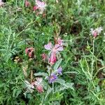 Oenothera suffrutescens Flor