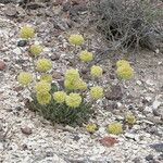 Eriogonum ovalifolium Pokrój