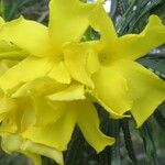 Thevetia neriifolia Flor