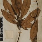 Saurauia napaulensis Other