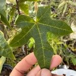 Brachychiton acerifolius List