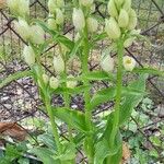 Cephalanthera damasonium आदत