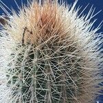 Pilosocereus chrysostele Hoja