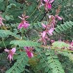 Indigofera heterantha Flower