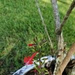 Salvia roemeriana Flor
