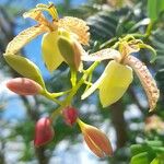 Tamarindus indica Blomst