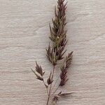 Poa pratensis Bleunienn