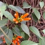 Pyrostegia venusta Flower