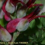 Fumaria macrosepala Flower