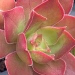 Aeonium leucoblepharum Hoja