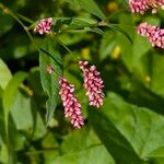 Polygonum persicaria Λουλούδι