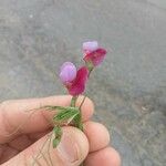 Lathyrus clymenum Fleur