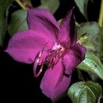 Rhynchanthera grandiflora Flower