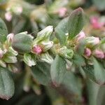 Polygonum plebeium Fleur