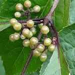 Callicarpa americana Fruit