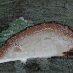 Funtumia africana Ŝelo