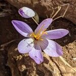 Crocus nudiflorus Floare