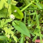 Persicaria sagittata Лист