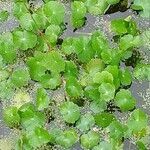 Hydrocotyle ranunculoides Leaf